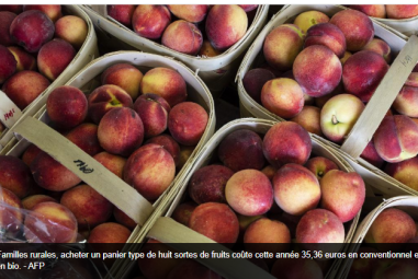 Selon Familles rurales, acheter un panier type de huit sortes de fruits coûte cette année 35,36 euros en conventionnel et 59,61 euros en bio. - AFP